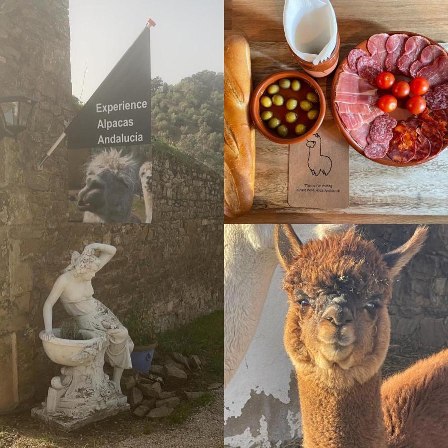 شقة Experience Alpacas In Andalucia قرطبة المظهر الخارجي الصورة