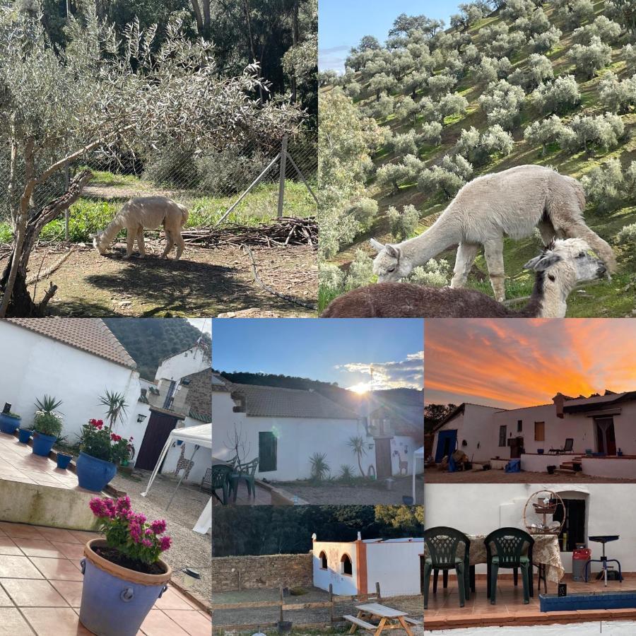شقة Experience Alpacas In Andalucia قرطبة المظهر الخارجي الصورة