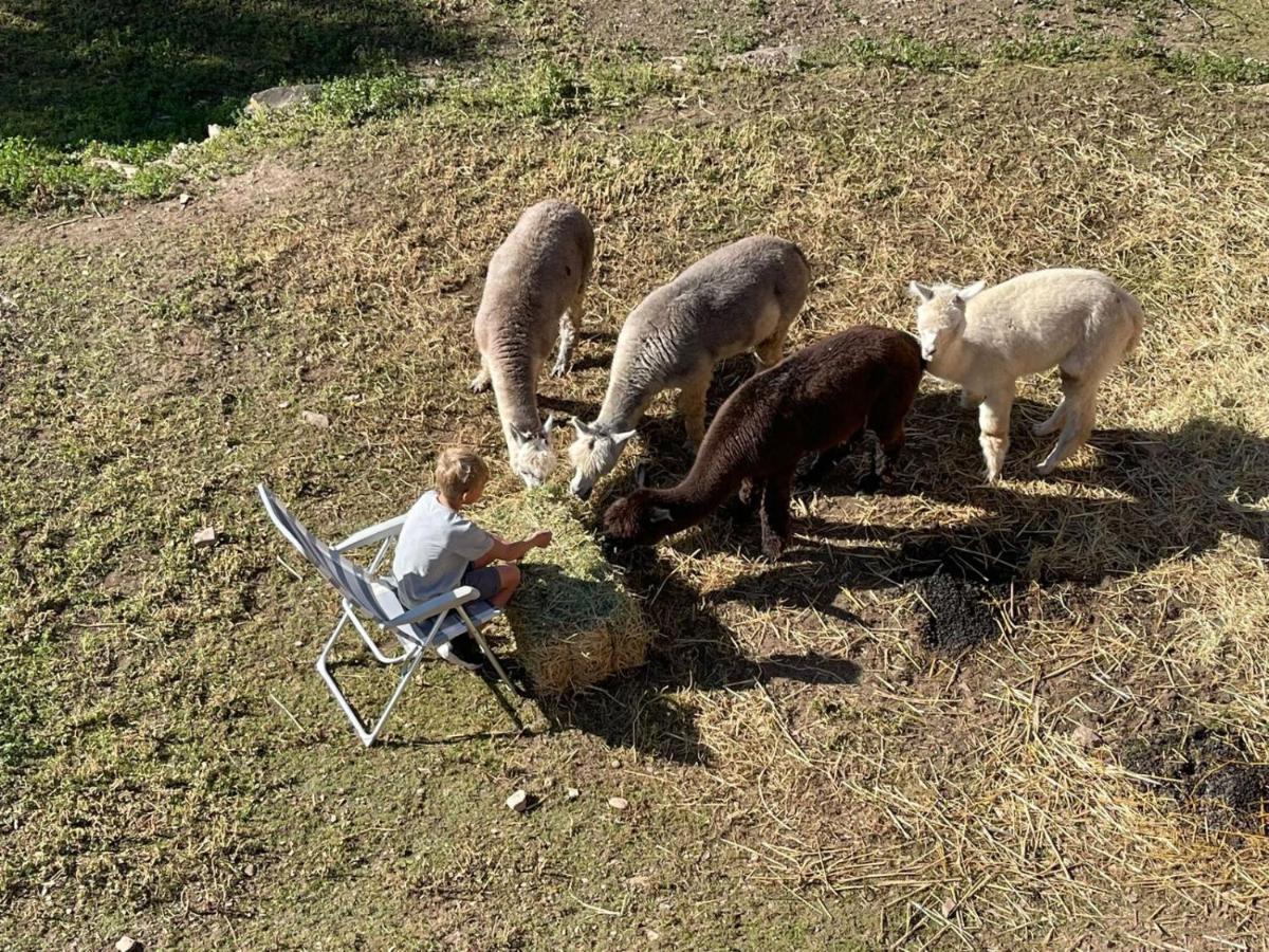 شقة Experience Alpacas In Andalucia قرطبة المظهر الخارجي الصورة