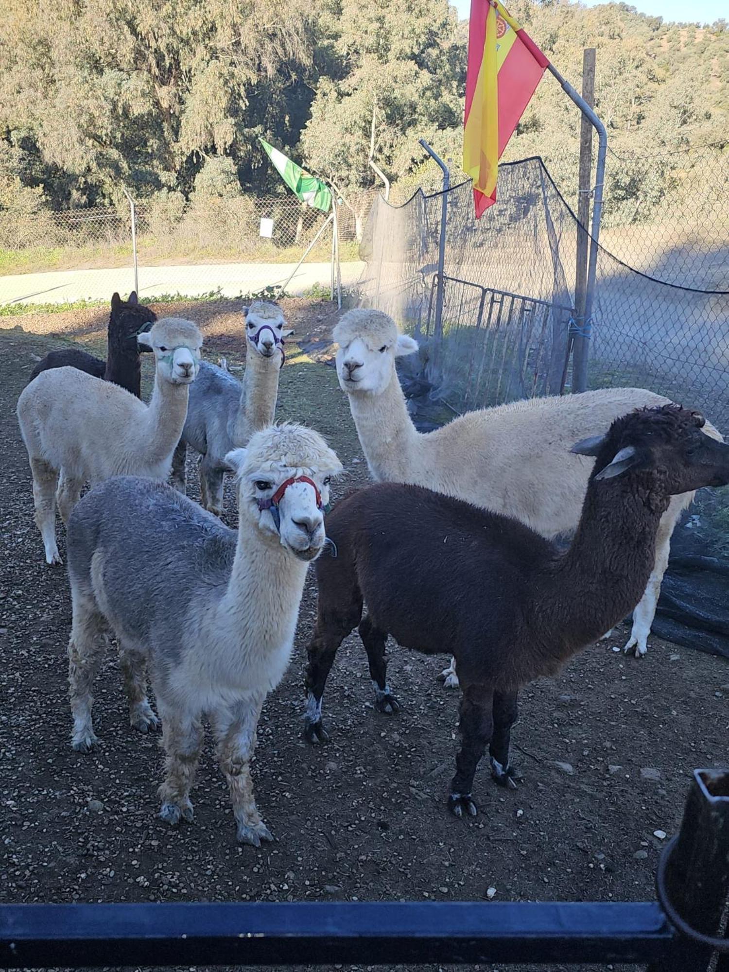 شقة Experience Alpacas In Andalucia قرطبة الغرفة الصورة